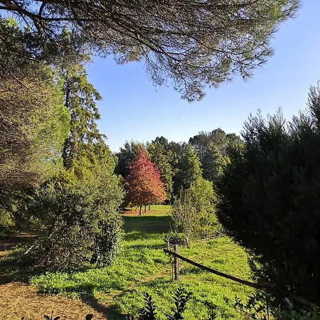 Pine Valongo (Porto)